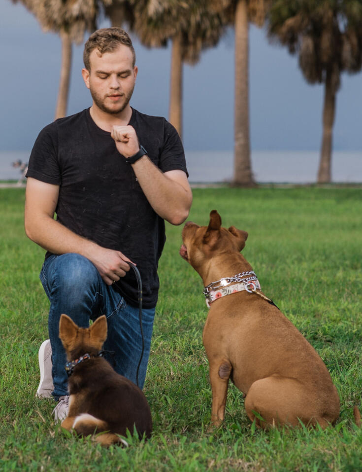 Tampa Bay dog trainer